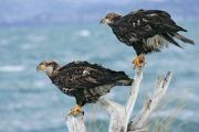 HAWKS, EAGLES, OSPREY